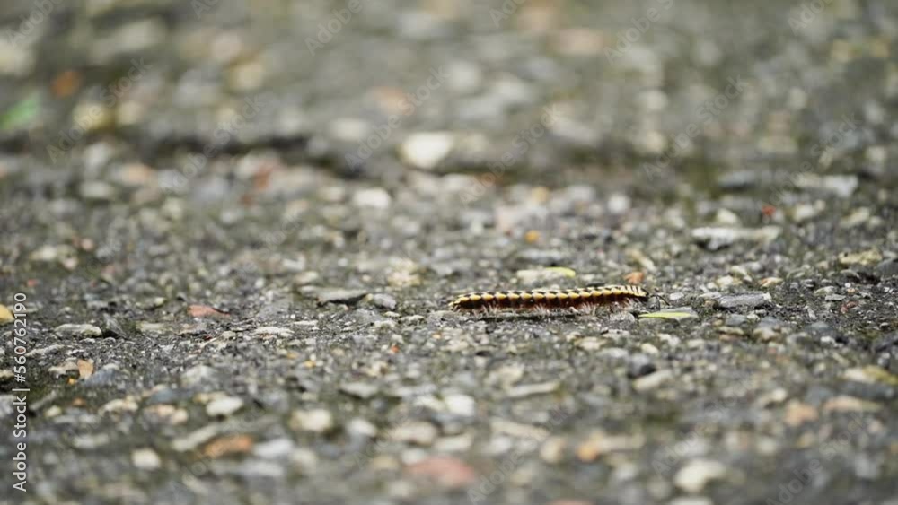 Small Nonpoisonous Centipede-like Reptile on the ground Small Nonpoisonous Centipede-like Reptile on the ground