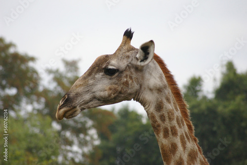Portrait of a giraffe in Mosi oa Tunya National Park, Zambia photo