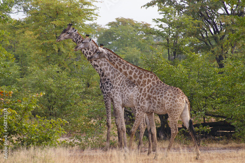 Three giraffes in a group, Mosi oa Tunya National Park, Zambia photo