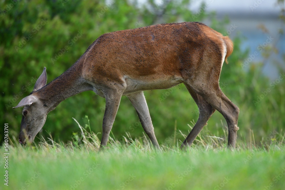 Thousands of flies and insects fly around the deer while grazing in the meadow Thousands of flies and insects fly around the deer while grazing in the meadow