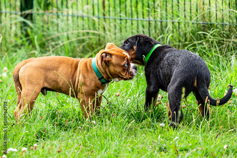 Puppy training