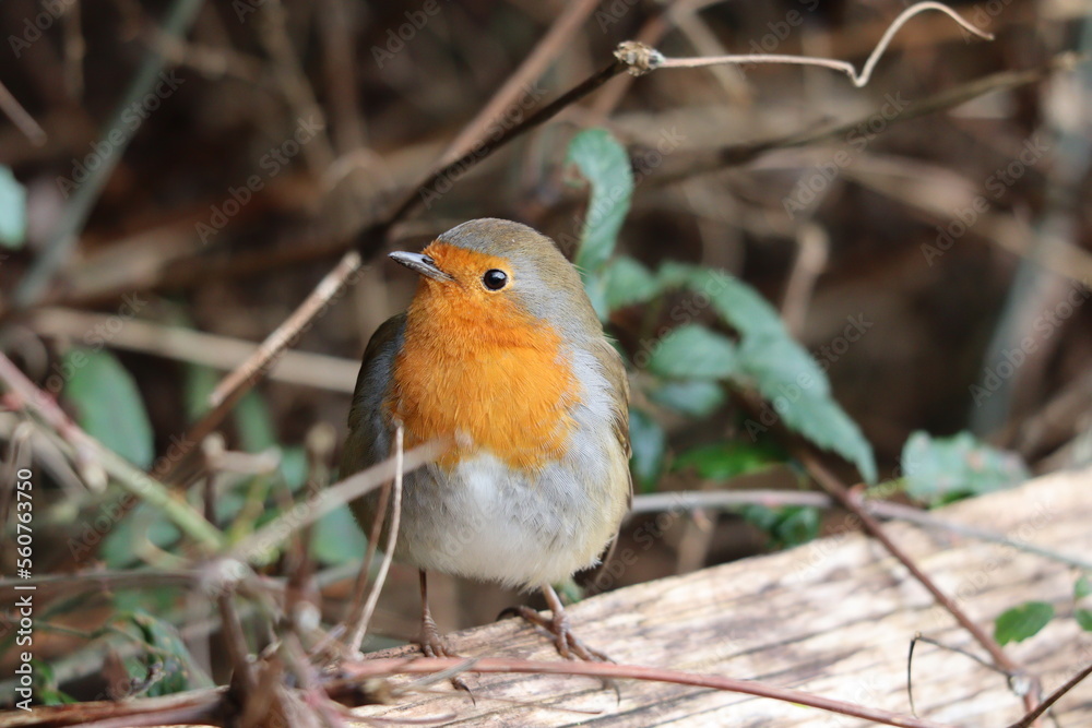 Robin (Erithacus rubecula) on a branch Robin (Erithacus rubecula) on a branch