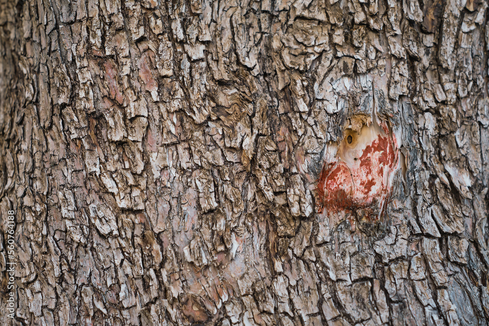 Bark background of an old olive tree on a farm, horizontal frame, easy