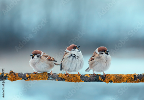 three sparrow birds sitting on a branch in the park