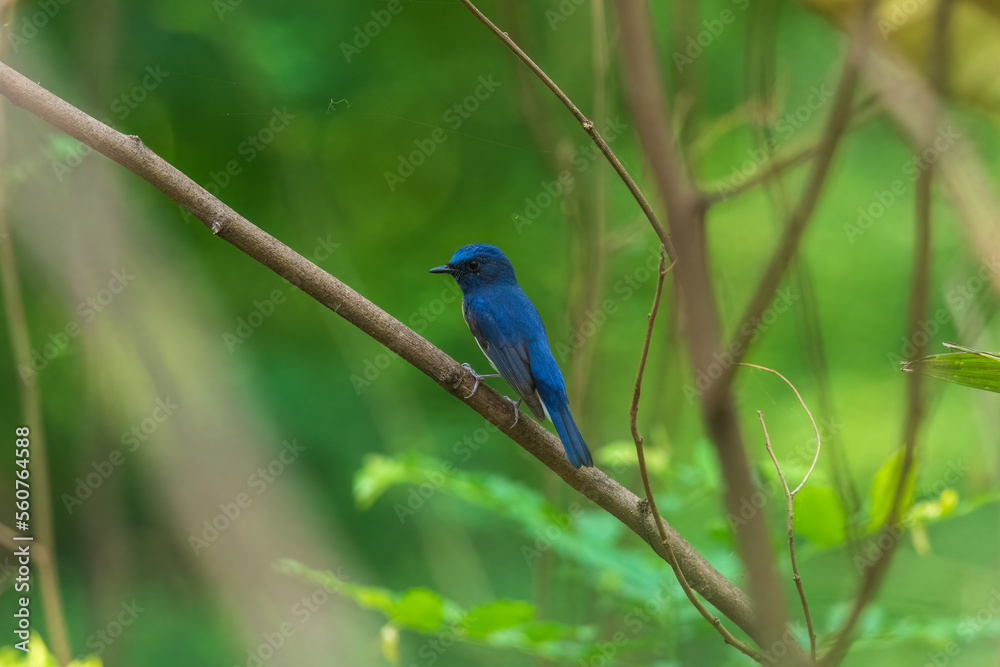 Blue-throated blue flycatcher (Cyornis rubeculoides) at Rabindra Sarabar, Kolkata, West Bengal Blue-throated blue flycatcher (Cyornis rubeculoides) at Rabindra Sarabar, Kolkata, West Bengal