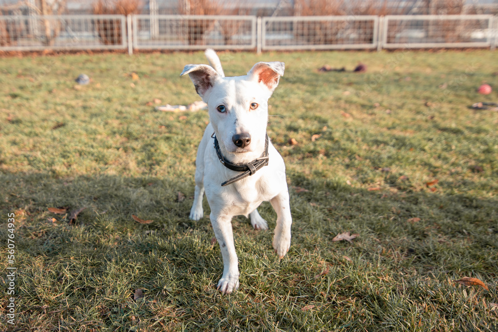 Dog in the park, portrait of a dog