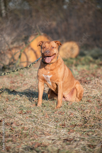 Dog in the park, portrait of a dog