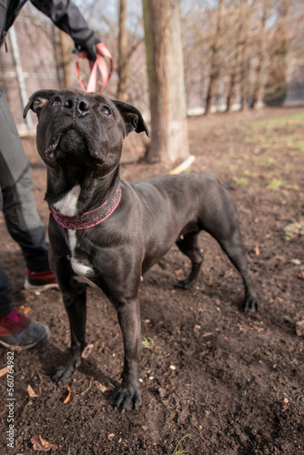 Dog in the park, portrait of a dog