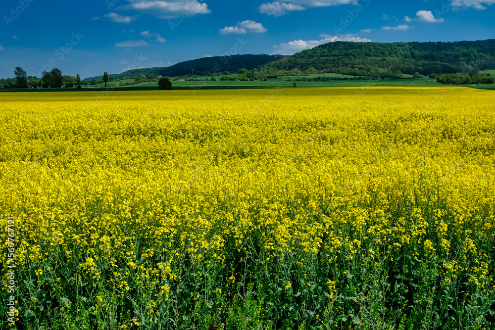 Summer Landscape with Rape Field on the Background of Beautiful. Deutchland.