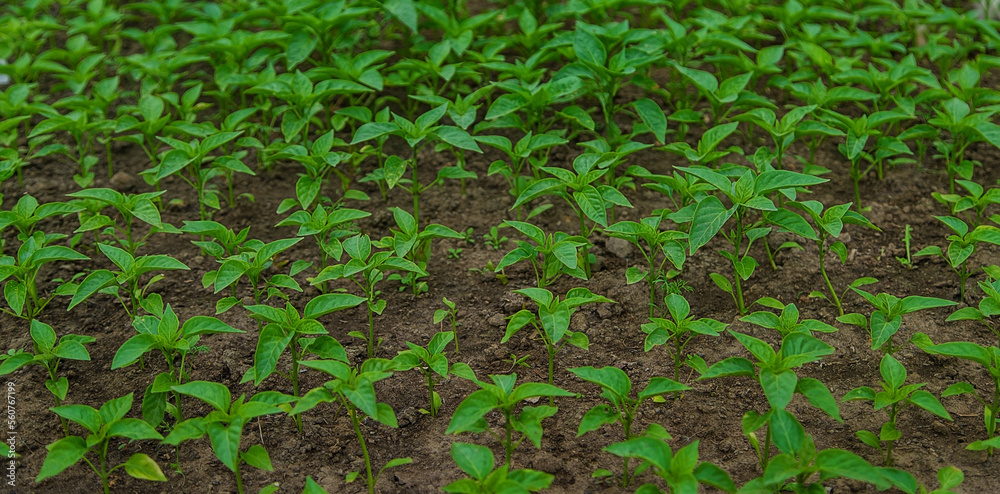 Pepper seedlings in a greenhouse. Selective focus. Pepper seedlings in a greenhouse. Selective focus.