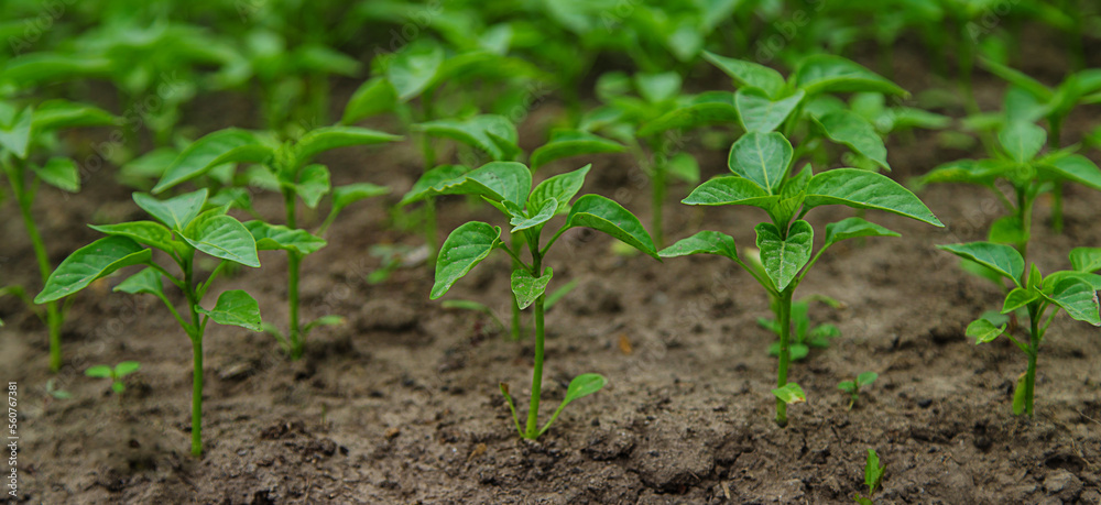 Pepper seedlings in a greenhouse. Selective focus. Pepper seedlings in a greenhouse. Selective focus.