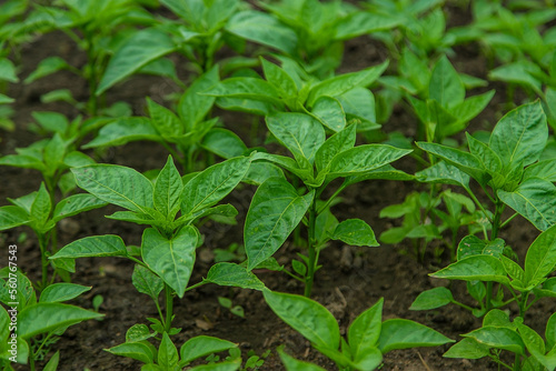 Pepper seedlings in a greenhouse. Selective focus.