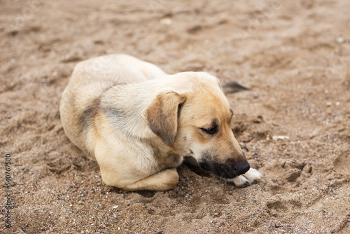 Homeless dog lying on the sea beach. Animal is very sad. Blurred background with copy space.