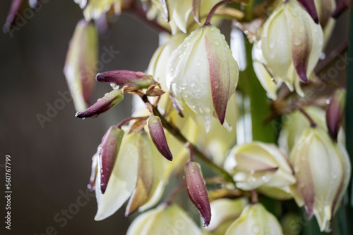 Devy yucca palm lily