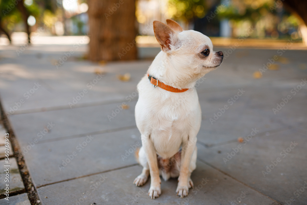 Cream chihuahua in an orange collar in the park. Cream chihuahua in an orange collar in the park.