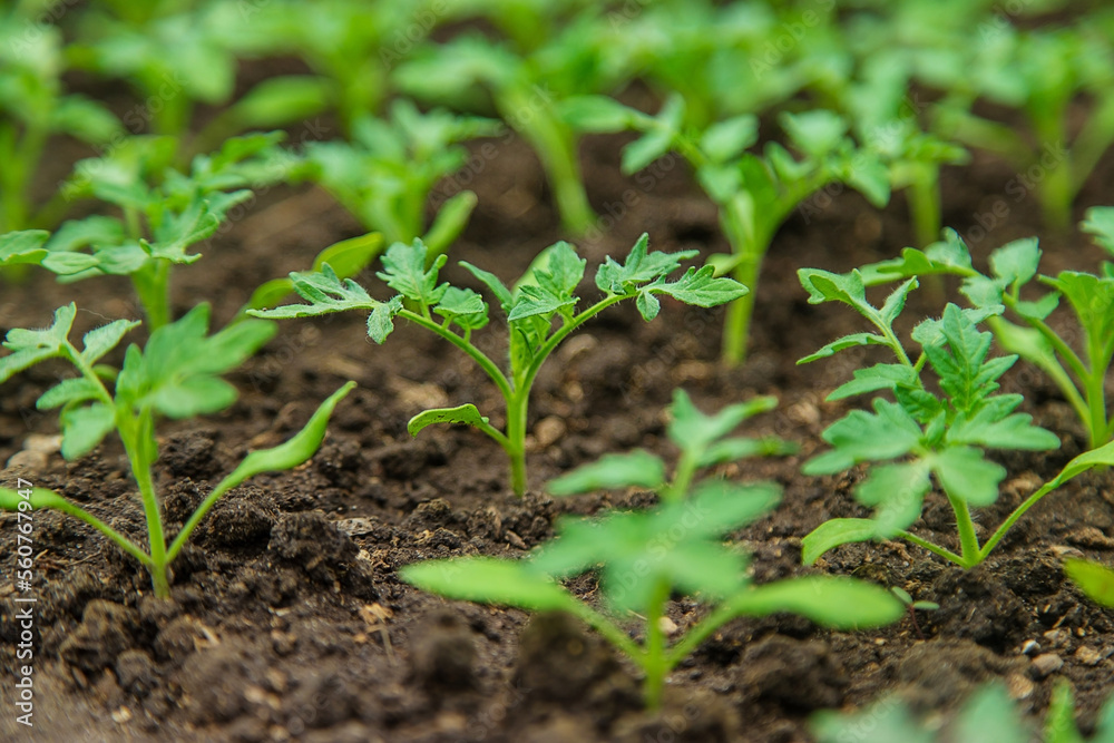 Tomato seedlings in a greenhouse. Selective focus. Tomato seedlings in a greenhouse. Selective focus.