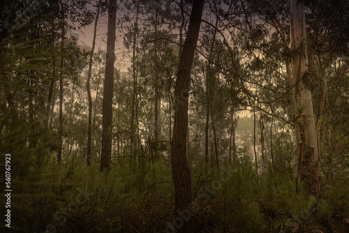Beautiful foggy woods at sunset