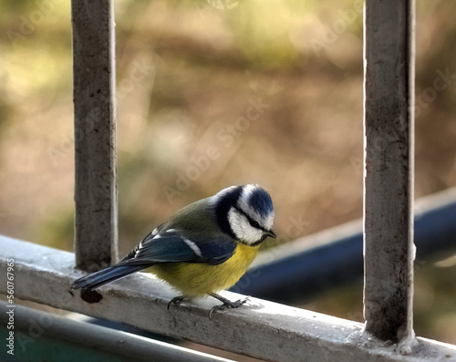 Trustfull great tit knows it's a feeding time. photo