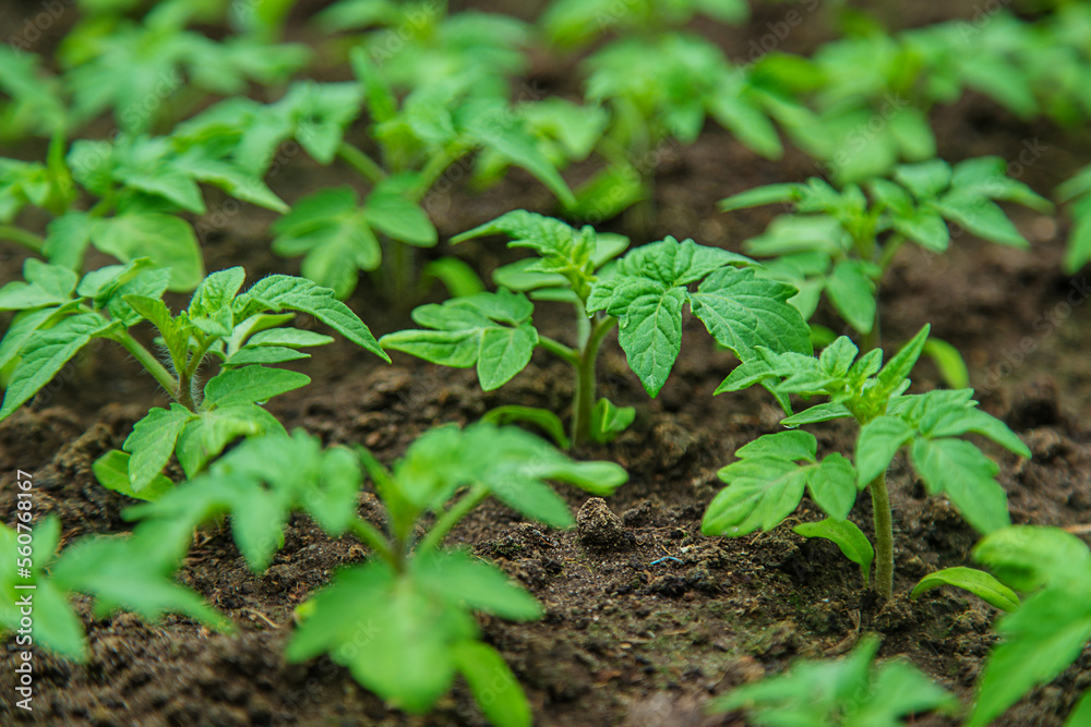Tomato seedlings in a greenhouse. Selective focus. Tomato seedlings in a greenhouse. Selective focus.