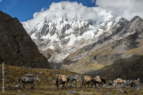 Bêtes de somme au pied du Gangchhenta (ou Kangchenta ou encore Great Tiger Mountain), 6784 mètres d’altitude, neuvième jour du Snowman Trek, Bhoutan