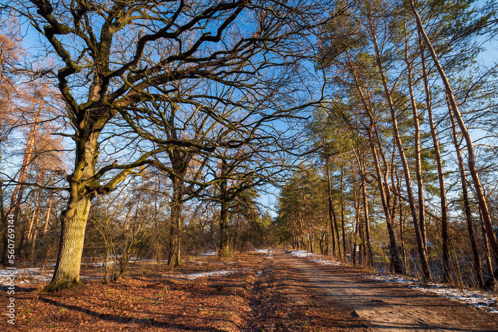 Early spring landscape with dirt road in the forest. Bare oak trees. Rest of melting snow. The end of winter and the beginning of spring