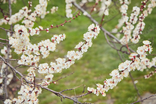 Branch with beautiful white Spring Apricot Flowers on Tree. Nature scene with flowering apricot on blossom background. Botanical bloom concept.