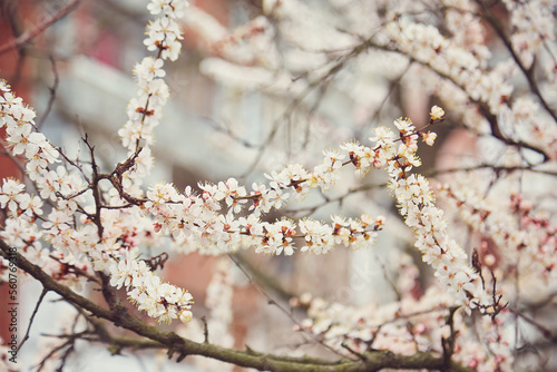 Spring, flowering of trees. Apricot. Spring flowers.