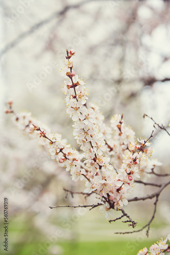 Branch with beautiful white Spring Apricot Flowers on Tree. Nature scene with flowering apricot on blossom background. Botanical bloom concept.