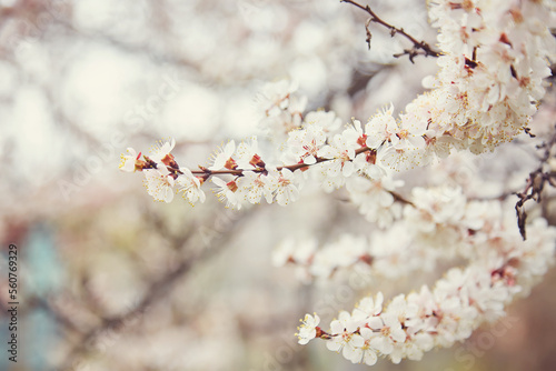 Spring, flowering of trees. Apricot. Spring flowers.