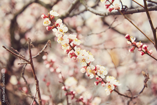 Selective focus of beautiful branches of white Cherry blossoms on the tree under blue sky, Beautiful Sakura flowers during spring season in the park, Floral pattern texture
