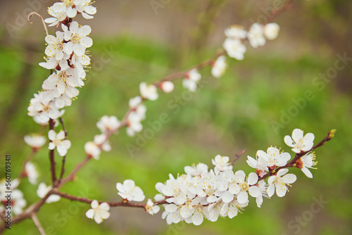 Selective focus of beautiful branches of white Cherry blossoms on the tree under blue sky, Beautiful Sakura flowers during spring season in the park, Floral pattern texture
