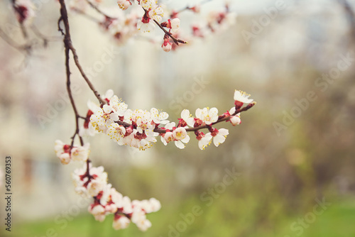Selective focus of beautiful branches of white Cherry blossoms on the tree under blue sky, Beautiful Sakura flowers during spring season in the park, Floral pattern texture