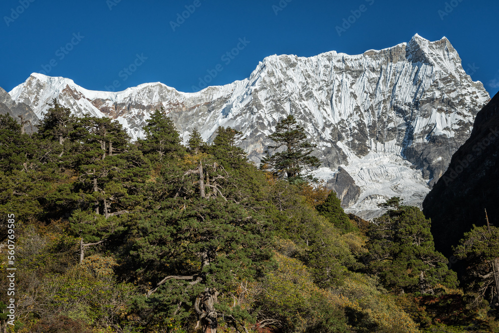 Forêt devant le Gangchhenta (ou Kangchenta) ou encore la montagne du Tigre, 6784 mètres d’altitude, dixième jour du Snowman Trek, Bhoutan