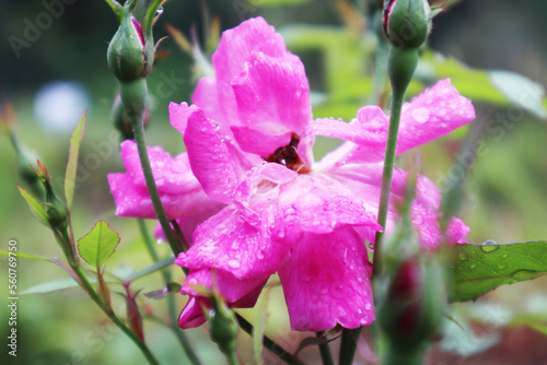 portrait of a beautiful wild rose with morning dew drops growing by the roadside