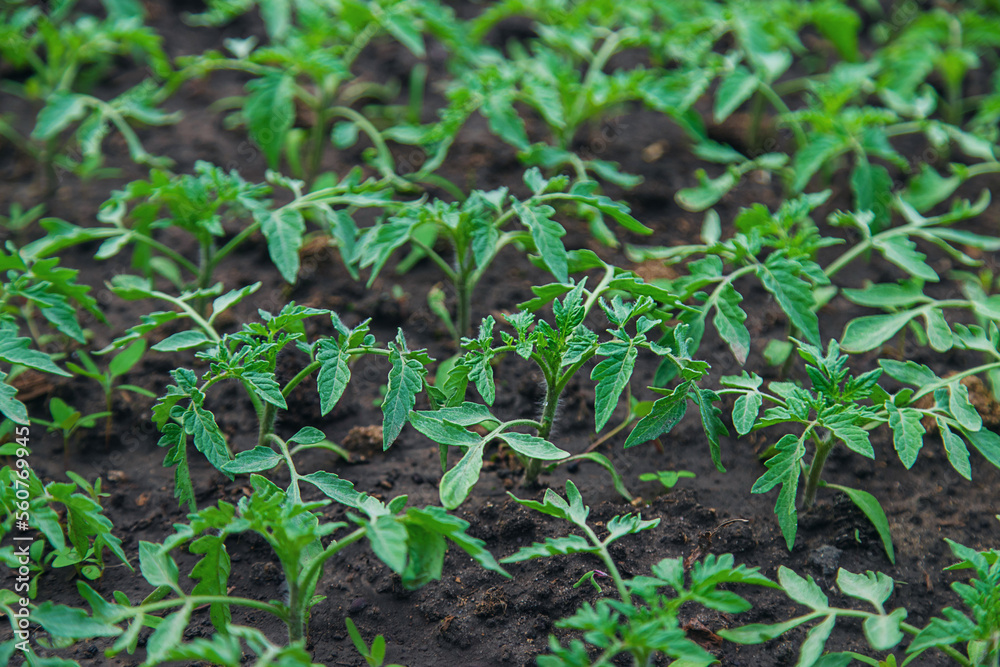 Tomato seedlings in a greenhouse. Selective focus. Tomato seedlings in a greenhouse. Selective focus.