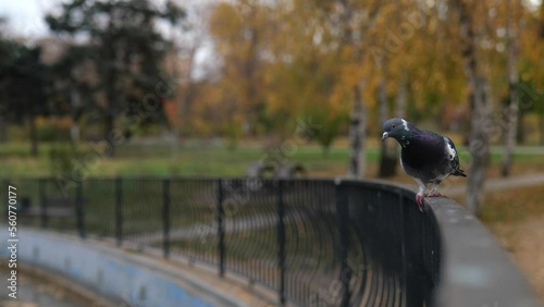 A raven scared a pigeon from a metal fence in the park