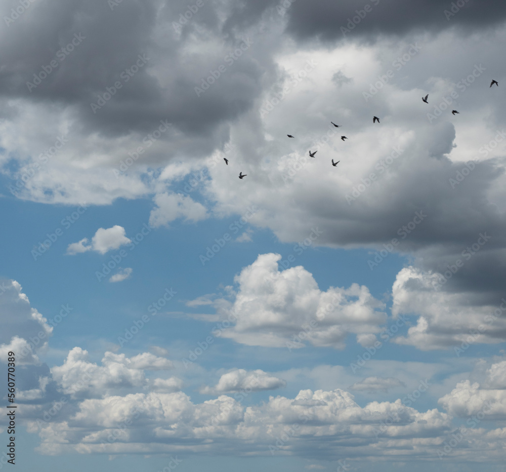 Cumulus clouds against a bright, blue summer sky with high flying birds.