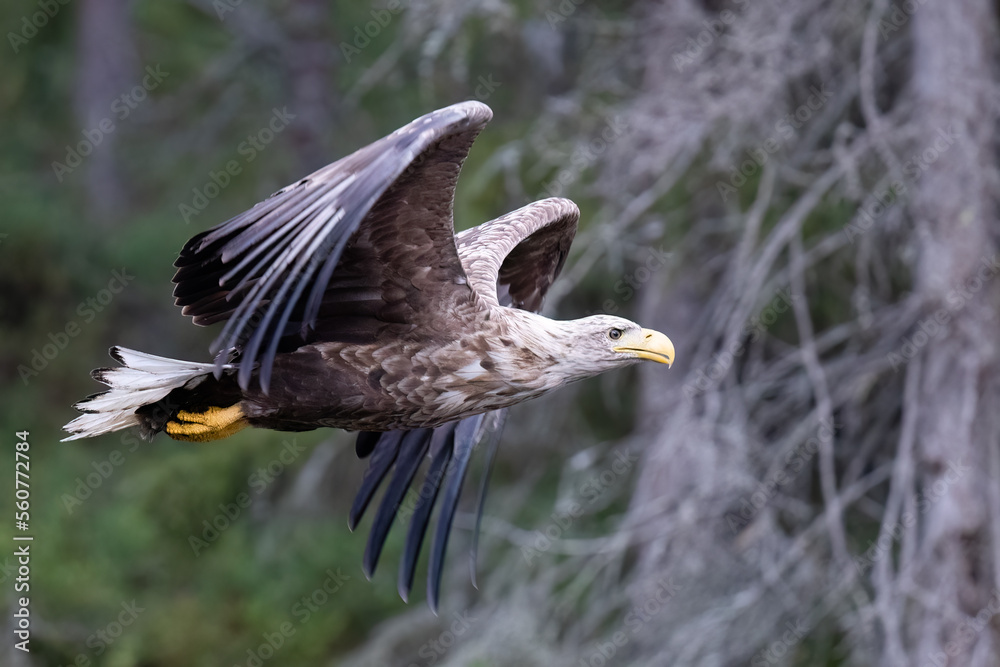 Obraz premium White-tailed eagle
