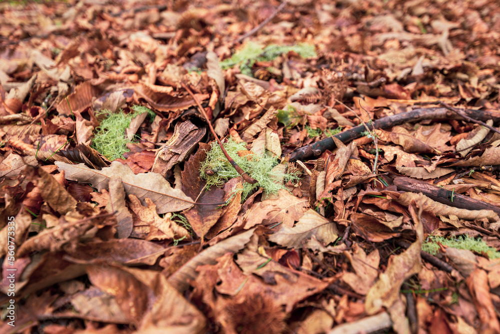 Autumn leaves on the ground. Dry brown leaves fallen on the ground as autumn season background
