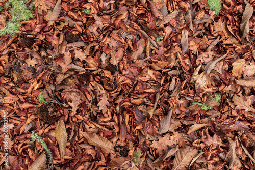 Autumn leaves on the ground. Dry brown leaves fallen on the ground as autumn season background 