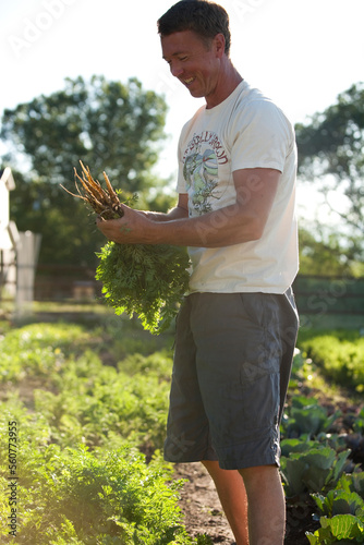 Organic farmer harvesting carrots.