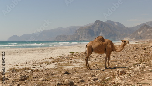Kamel am Strand photo