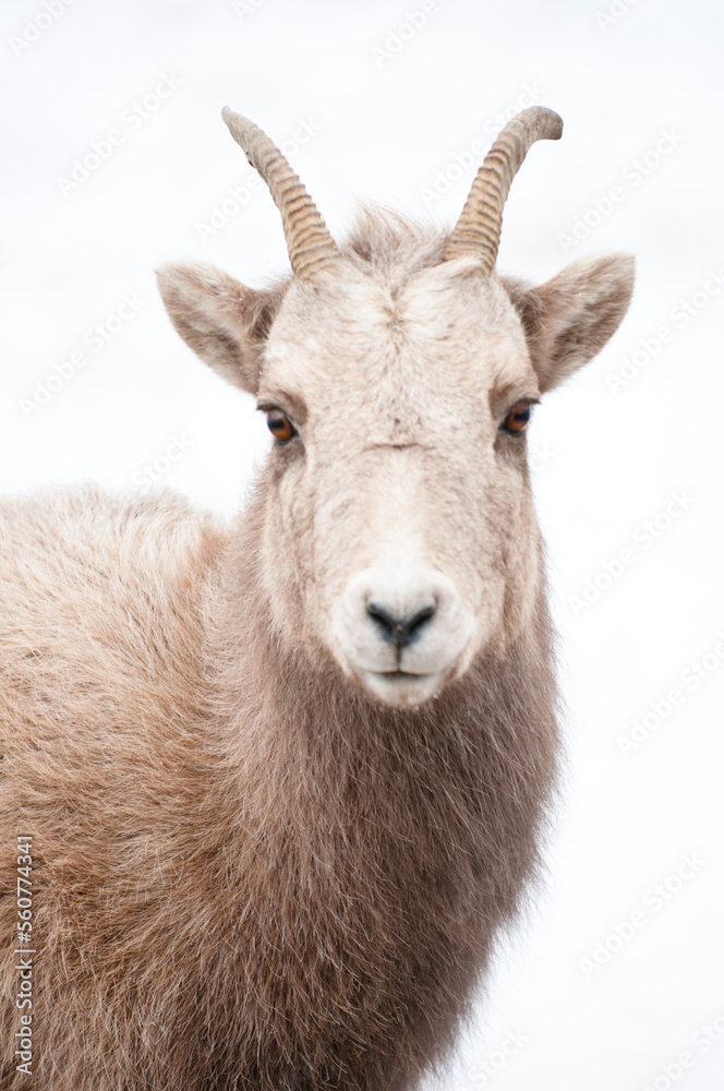 Portrait of bighorn sheep (Ovis canadensis), Jackson Hole, Wyoming, USA Portrait of bighorn sheep (Ovis canadensis), Jackson Hole, Wyoming, USA