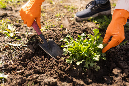 Gardeners hands planting and picking vegetable from backyard garden. Gardener in gloves prepares the soil for seedling.