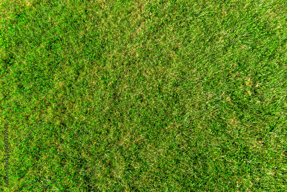 Green grass texture, top view.
Green grass texture, top view.