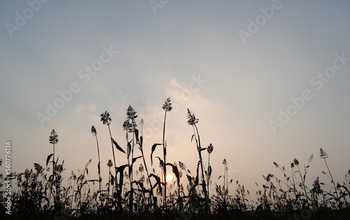 Beautiful view of sunset at evening through grainfield 