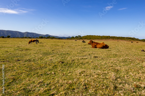Fototapeta Naklejka Na Ścianę i Meble -  Herd of cows grazing on field.