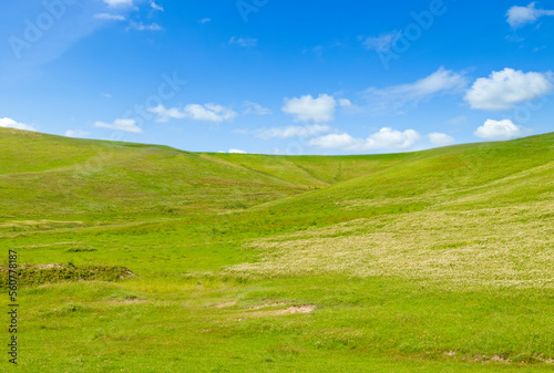 Green meadow (pasture) on hilly landscape.