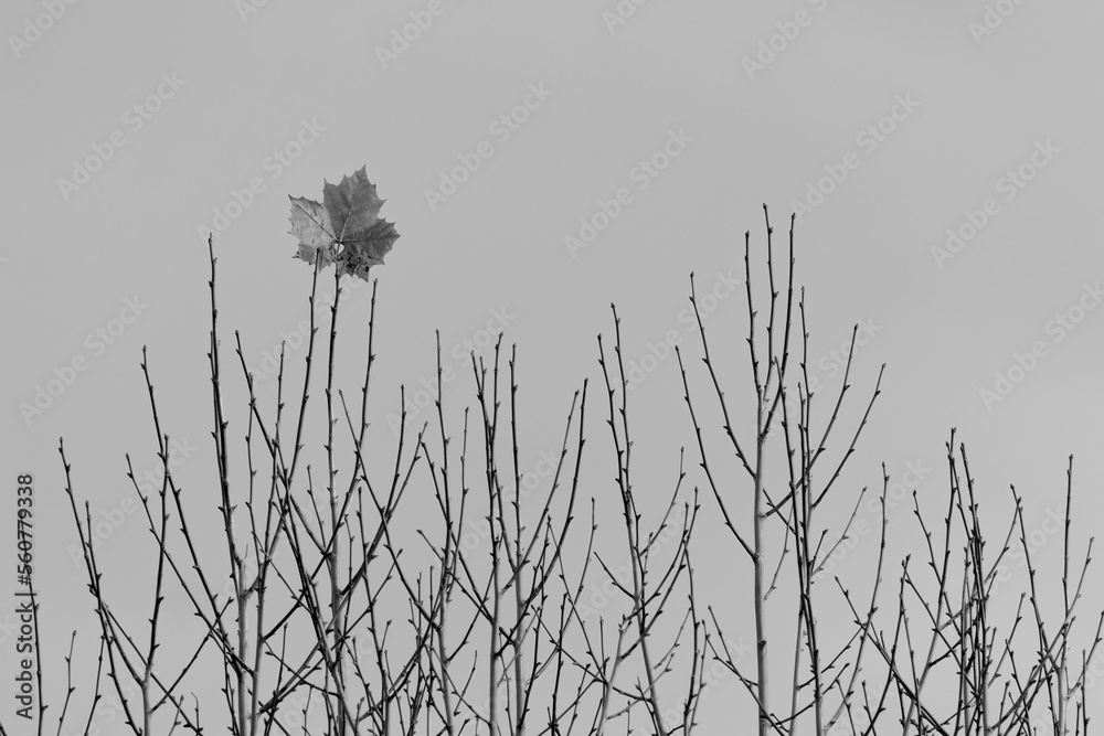 Fototapeta premium Solitary leaf on bare tree branches