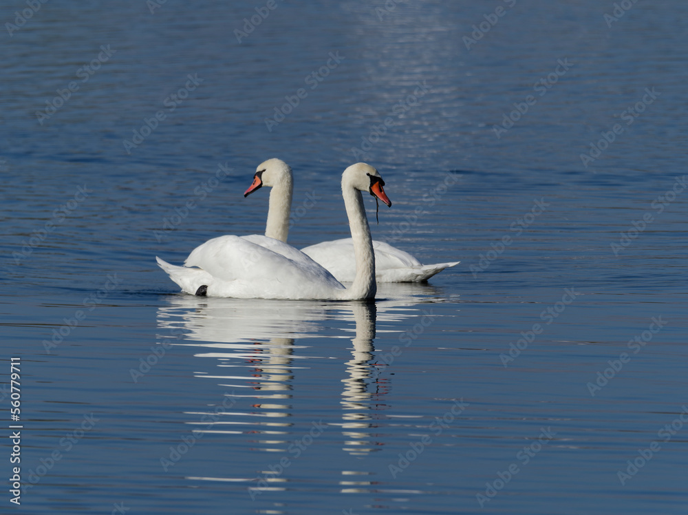 Höckerschwan, Cygnus olor Höckerschwan, Cygnus olor